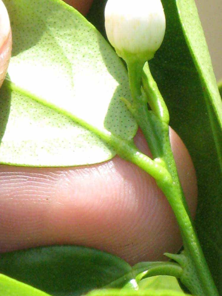              Petiole (Winter Haven, FL)       